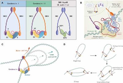 A mini-review of the role of condensin in human nervous system diseases